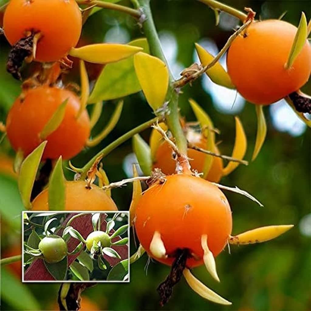 OhhSome Lemon Vine (Pereskia Aculeata) Fruits Exotic Tropical Plant Garden (Healthy Live Plant)