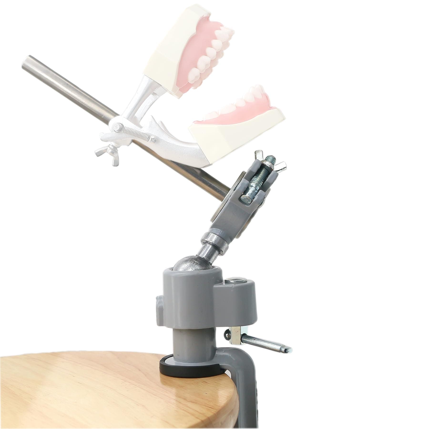 Dentalmall Typodont Teeth Model Teeth Model Training Mount Fixed on Desk Training Manikin Dental Schools Education Practical Typodont 360° Motion (A-Training Mount Fixed)