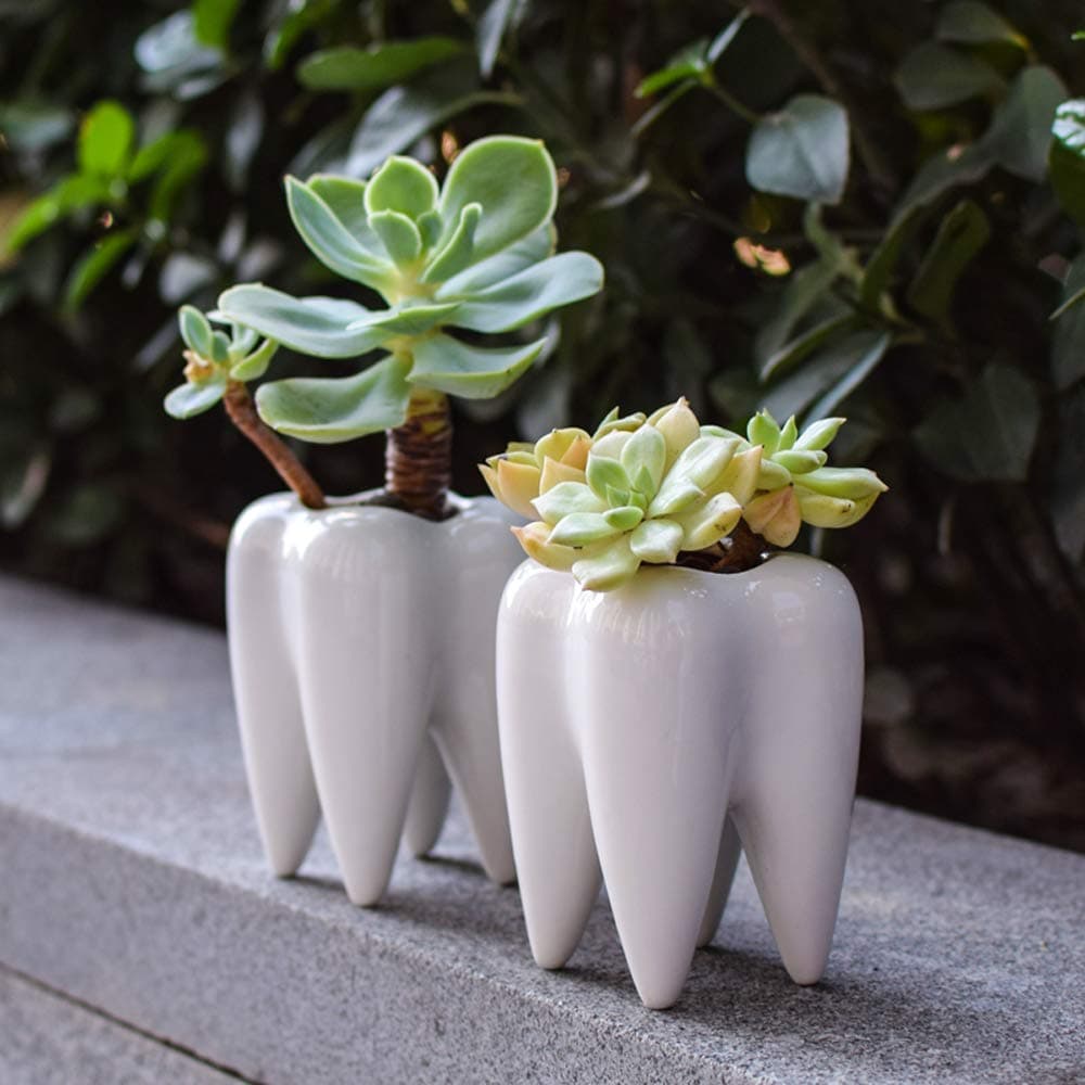 Ecosides Round Metal Hanging Wall Planter Transparent Terrarium Boxes Placing Succulents,Air Plants,Cactus,Fake Flowers Houseplant Holder with Morden Style Indoor Decor for Office,Living Rooms,Stairs