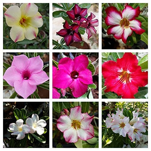 Indian Gardens - Adenium seedlings | Live plant | Pack of 10