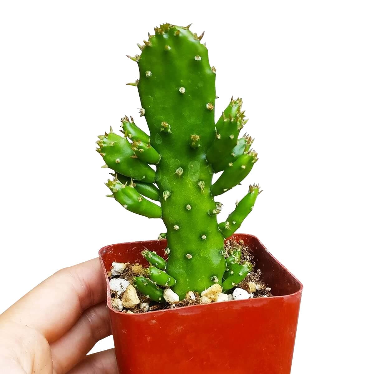 Joseph's Coat Cactus (2" Plastic Pot) - Live. Healthy Cactus - Opuntia monacantha - Barbary Fig Cactus - Prickly Pear Cactus