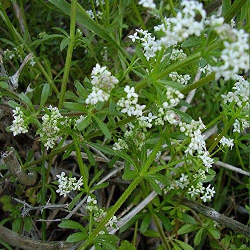 Cleavers Seeds (Galium aparine) Packet of 20