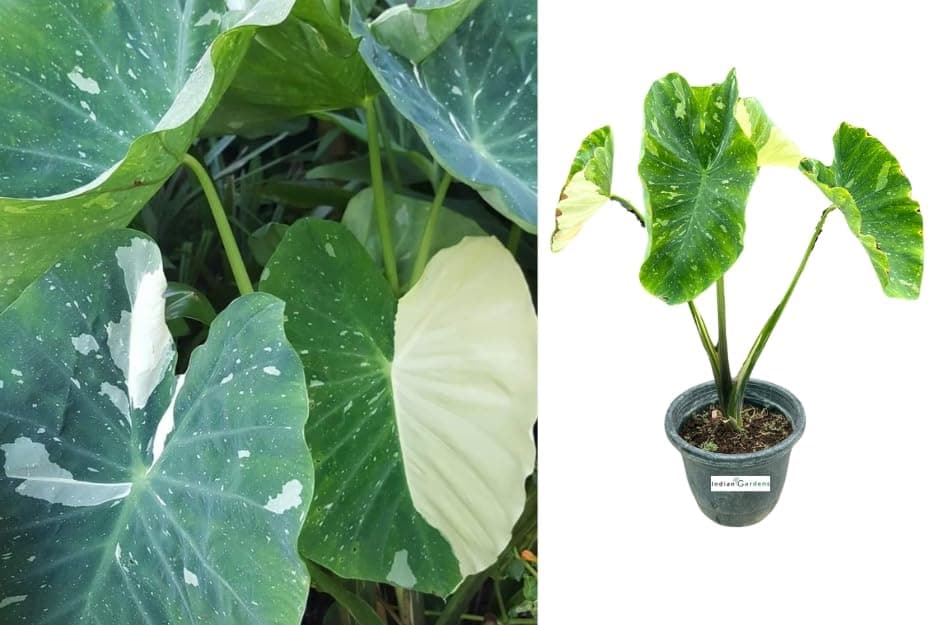 Indian gardens - Colocasia (Milky Way) | Elephant Ear | Indoor Live Plant | Home decor | Gardening