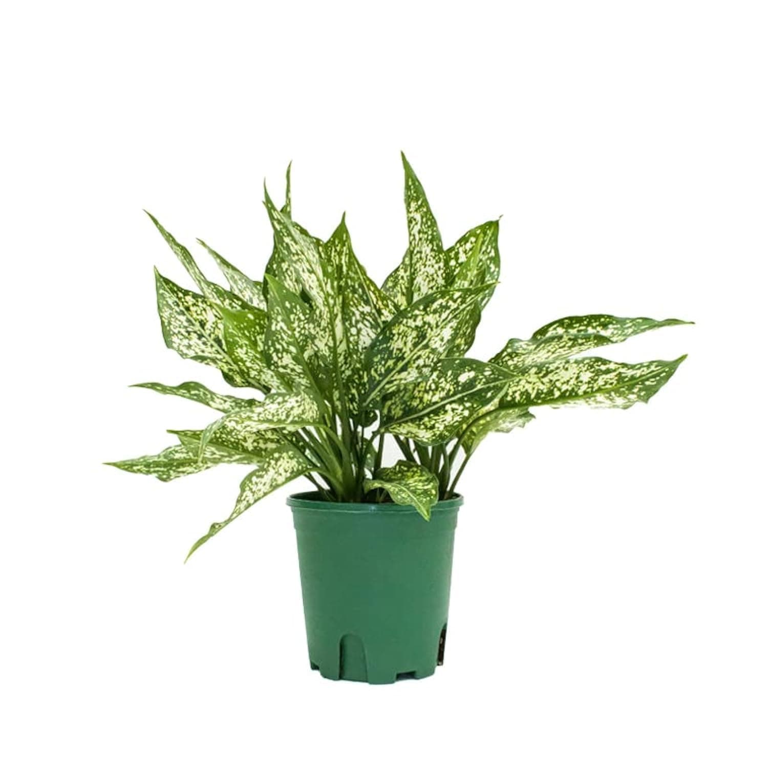 Spring Rose Souq Dieffenbachia Propagation Indoor Plant, 30 cm Height