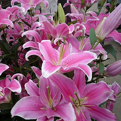 50pcs Pink Rare Lily Flower Seeds Planting Flower Lilium Perfume Garden Decor