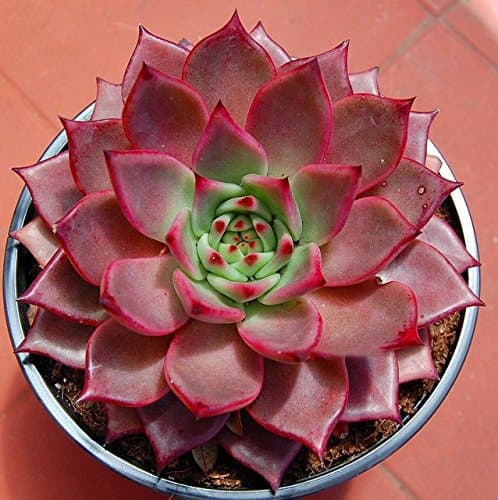 YoYoBoo DD 2016 Hot Succulents 'Taurus' Echeveria Agavoides Romeo Seeds