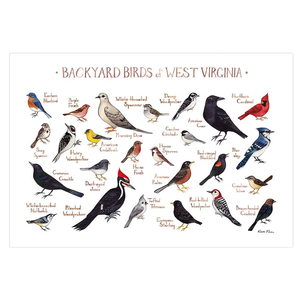Backyard Birds of West Virginia Field Guide Art Print