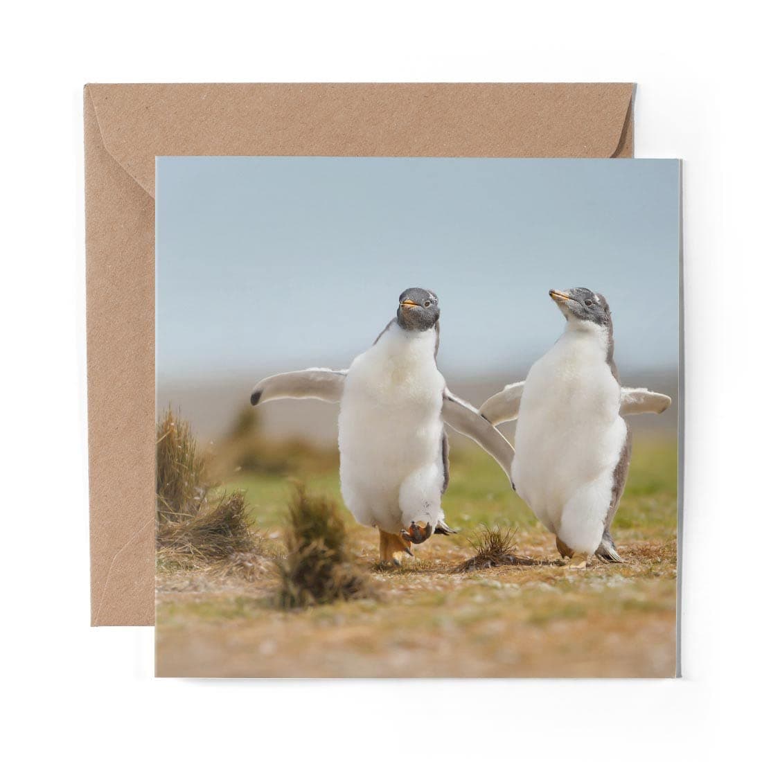 DV DESIGN1 x Greeting Card Gentoo Penguin Funny Penguins - Blank Birthday Celebration Anniversary #21578