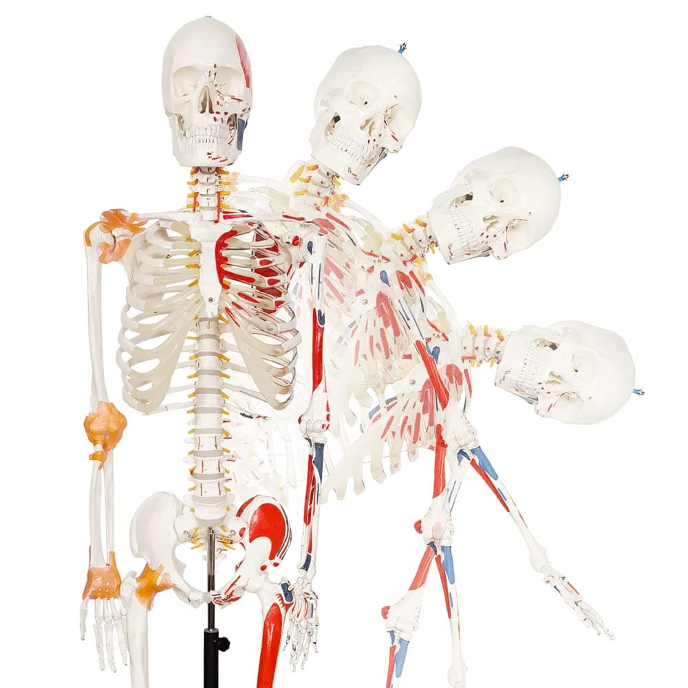 NEW HORIZON Human Skeleton Model