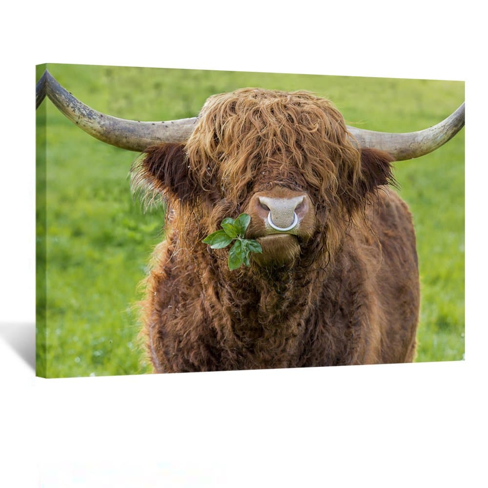 Kreative Arts - Highland Cattle Bull Chewing Leaves Canvas Prints Animal Wall Art Picture Print on Canvas Painting Ready to Hang for Modern Home Decorations 24x36inch