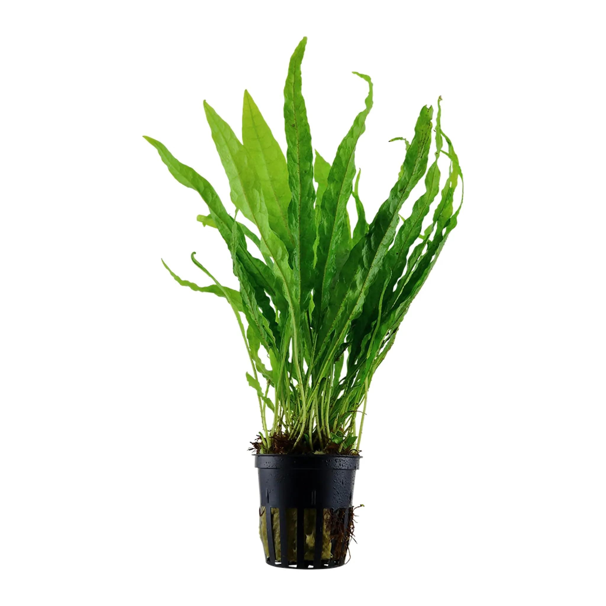 Aquafleur Microsorum pteropus (Java Fern)