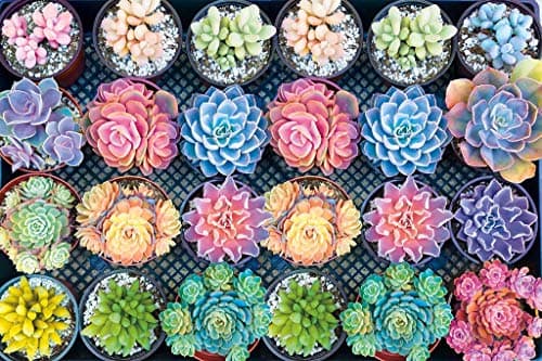 Basde Puzzle Succulent Plants Jigsaws Picture 1000 Pieces Adult Wooden DIY Jigsaw Puzzle Modern Art Home Decor - Great for Family Time - Promotes Problem-Solving (75 x 50 cm)