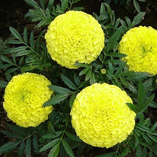 Kraft Seeds by 10CLUB African Marigold Flower Seeds (1 Packet ,Mix 1000 Seeds) |Outdoor Flowering Seeds for Home Gardening | Natural and Real Planting Seeds for Indoor Home Decor