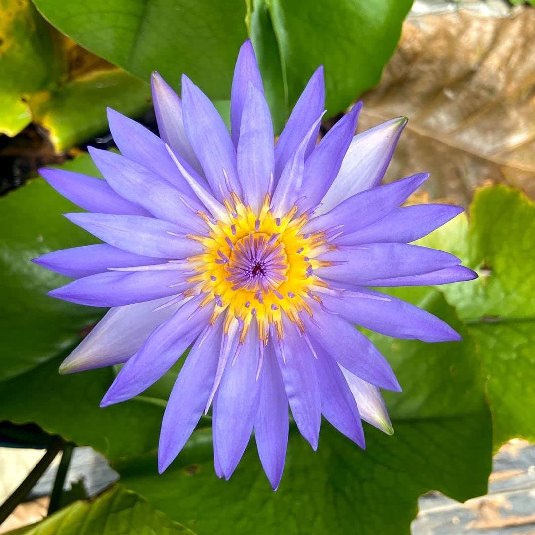Waterlily Live Plant | Pure Blue | Aquatic Pond & Tub Plant | Live Nymphaea Waterlily
