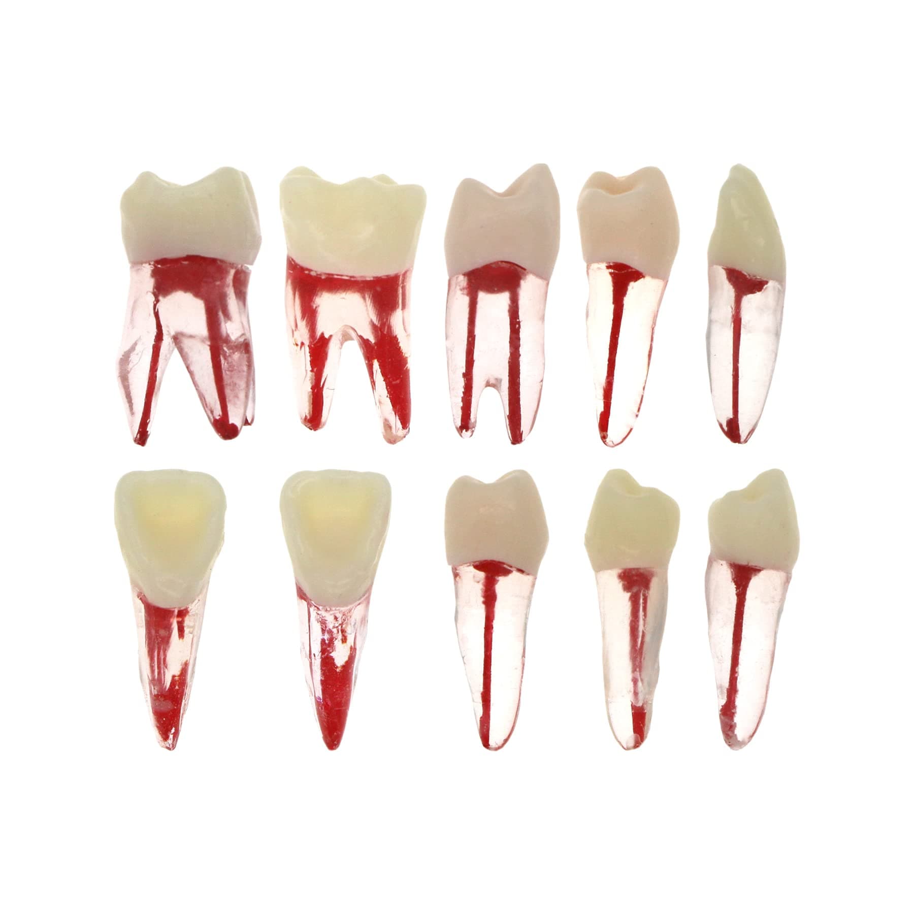 10Pcs Dental Endodontic Root Canal RCT Practice Endo Teeth Tooth Model Pulp study (Mix)