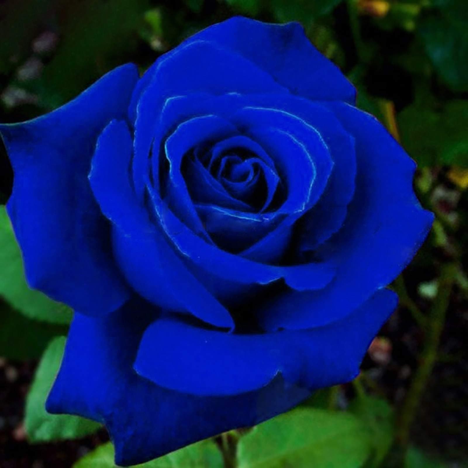 50Pcs Rose Seeds Natural Multi-use Blue Rustic Flower Seedslings for Garden - Midnight Blue Rose Seeds - Flower Seeds Vegetable Seeds Fruit Seeds Garden Plant Seeds