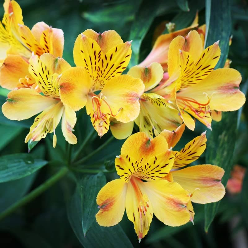 FernsFly® Imported Alstroemeria Peruvian Lily Perennial Aromatic Summer Flower Tuberou Bulbs for Home Pot Land Gardening Blooming Planting (Pack of 2 Ariane Alstroemeria)