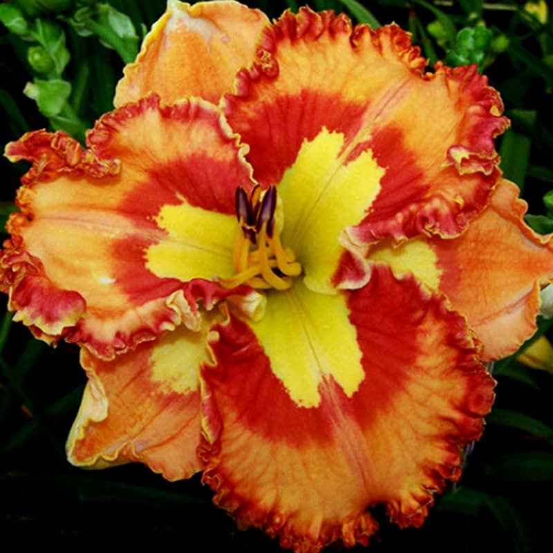 Mexican Fiesta Re-Blooming Daylily Flower Root - Huge Blooms up to 6" Wide - Perennializing - Naturalizing - Easy to Grow Live Plants - Outdoor Garden