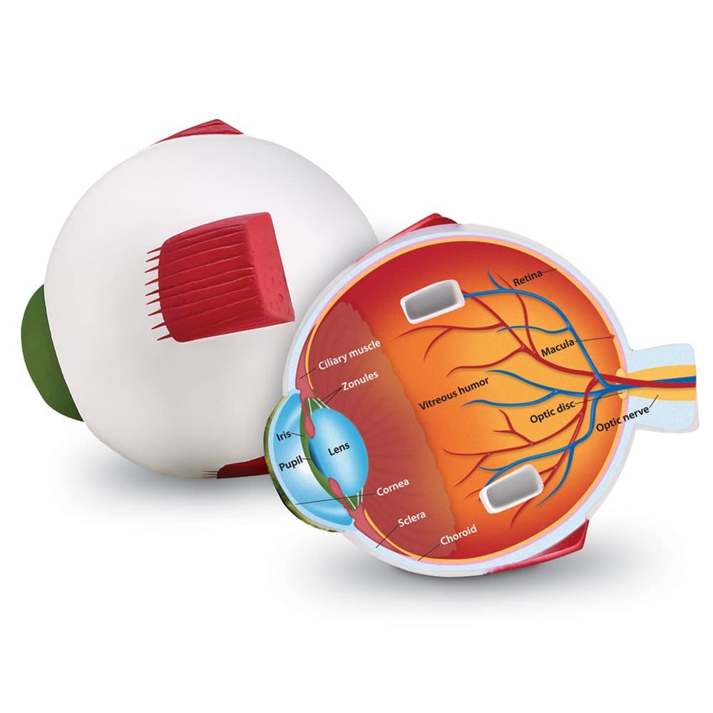 Learning Resources Cross-Section Human Eye Model