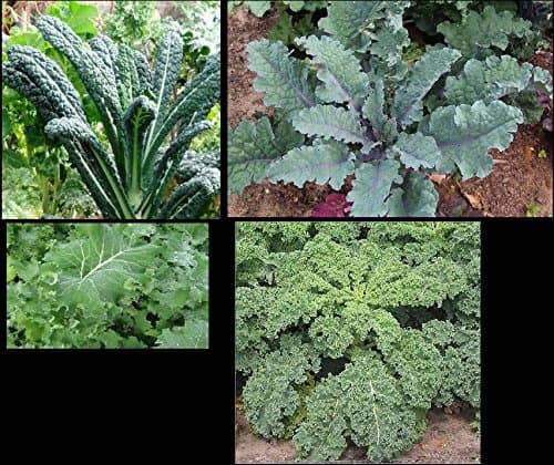 Combo Pack Kale 50 Seeds Each Lacinato, Red Russian, Blue Curled Vates, Siberian
