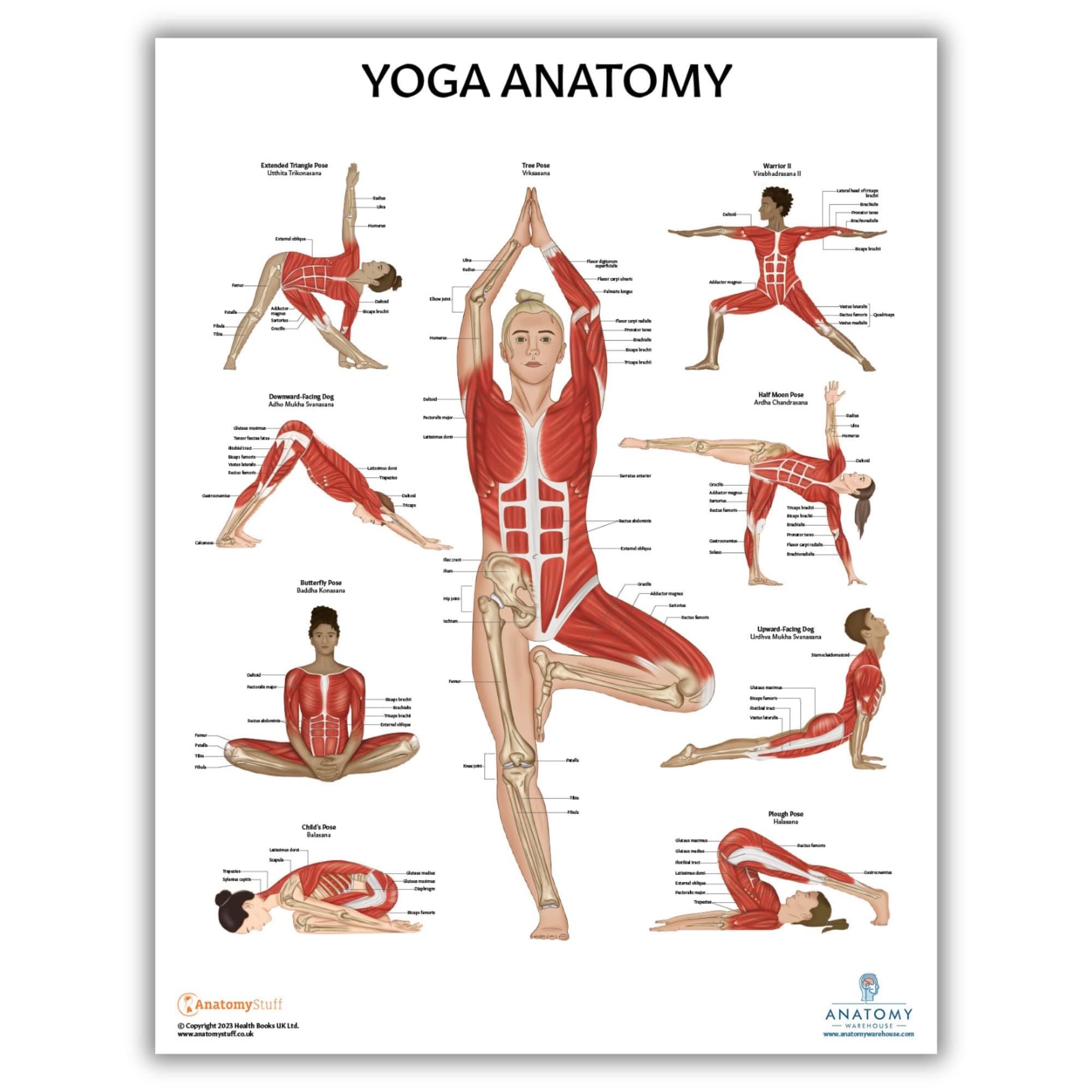 Yoga Anatomy Poster, LAMINATED, Anatomy and Physiology Posters, Fitness Poster, 17.3 x 22.5 Inches, Physical Education Poster, Workout Poster, Yoga Poses Chart, Anatomical Chart, Made by Anatomy Lab