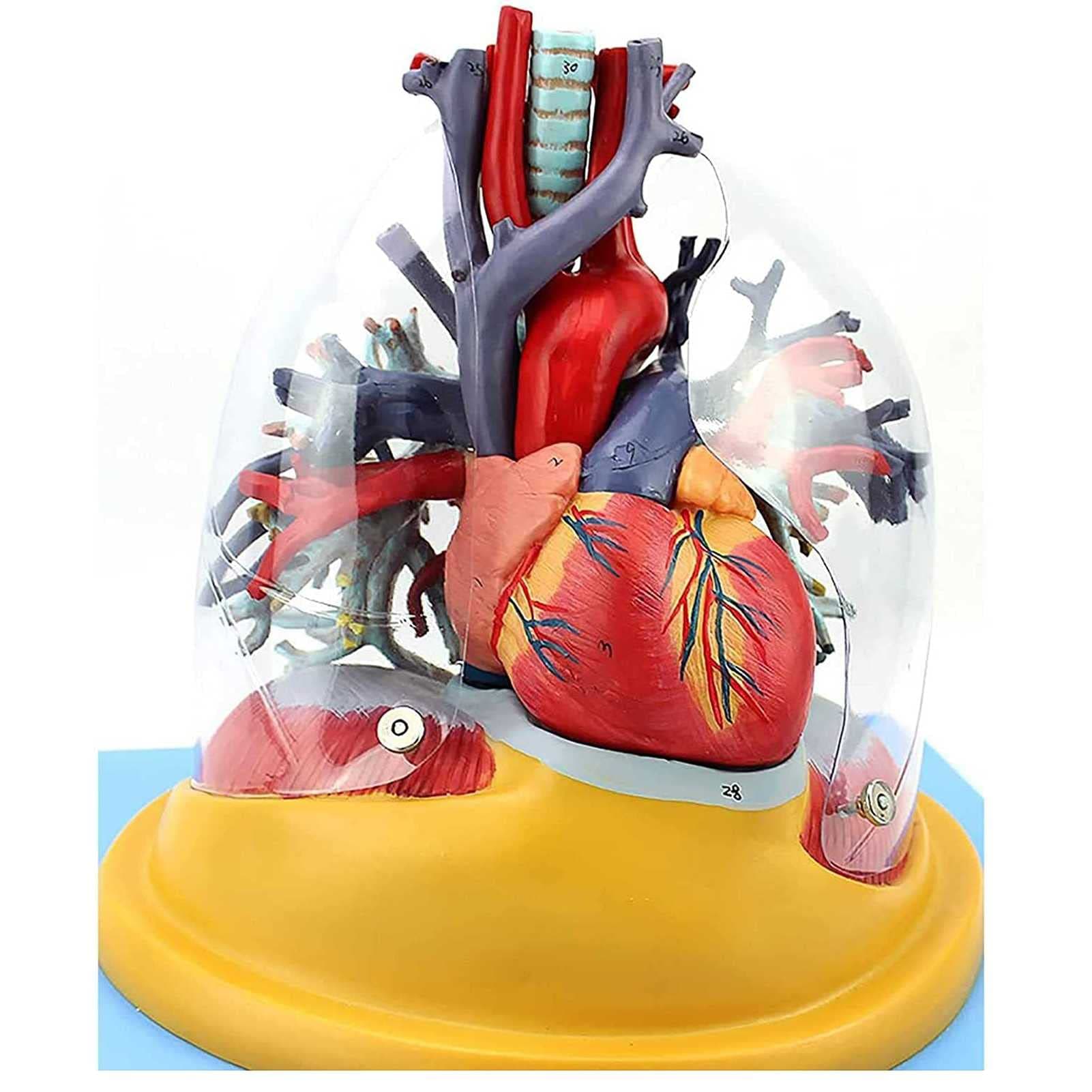 Gitdot Human Heart Lung Tracheobronchial Tree Model PVC Respiratory System Anatomical Model Heart Patients Education Training Help