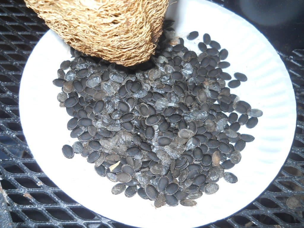 Rare Giant Luffa Esmeralda Seeds - Luffa aegyptiaca - 10 Seeds, 1 gram - B227