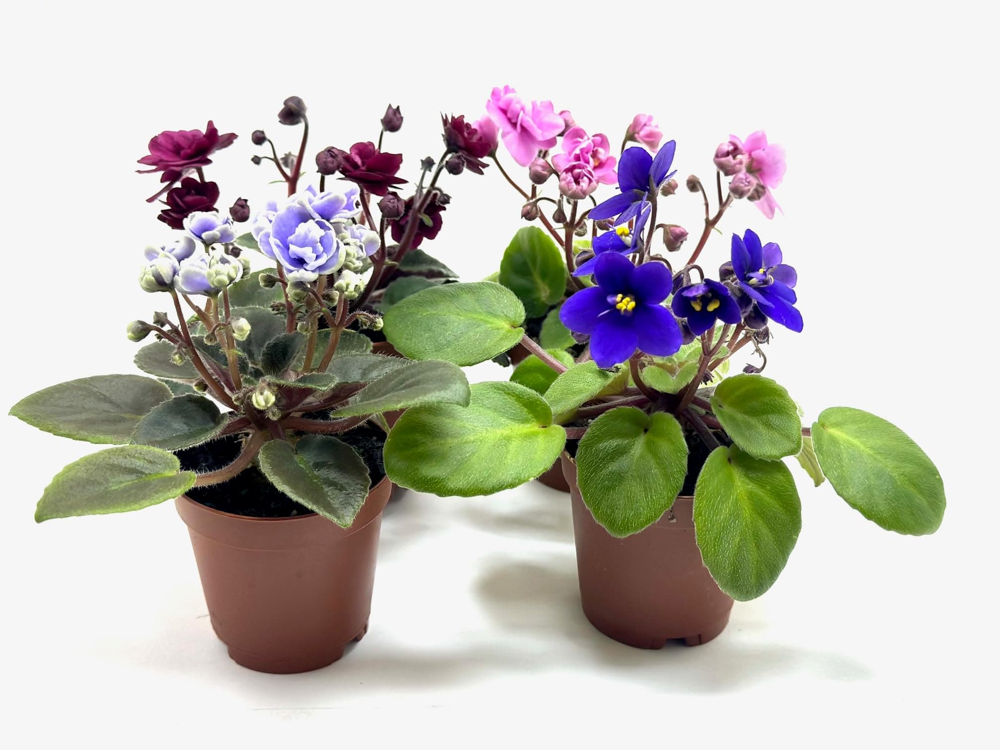 Generic 4 -Pack Miniature African Violets Live Plants 2 inch Pot, Good for Terrariums, Home Decor, Office Decor, Gift
