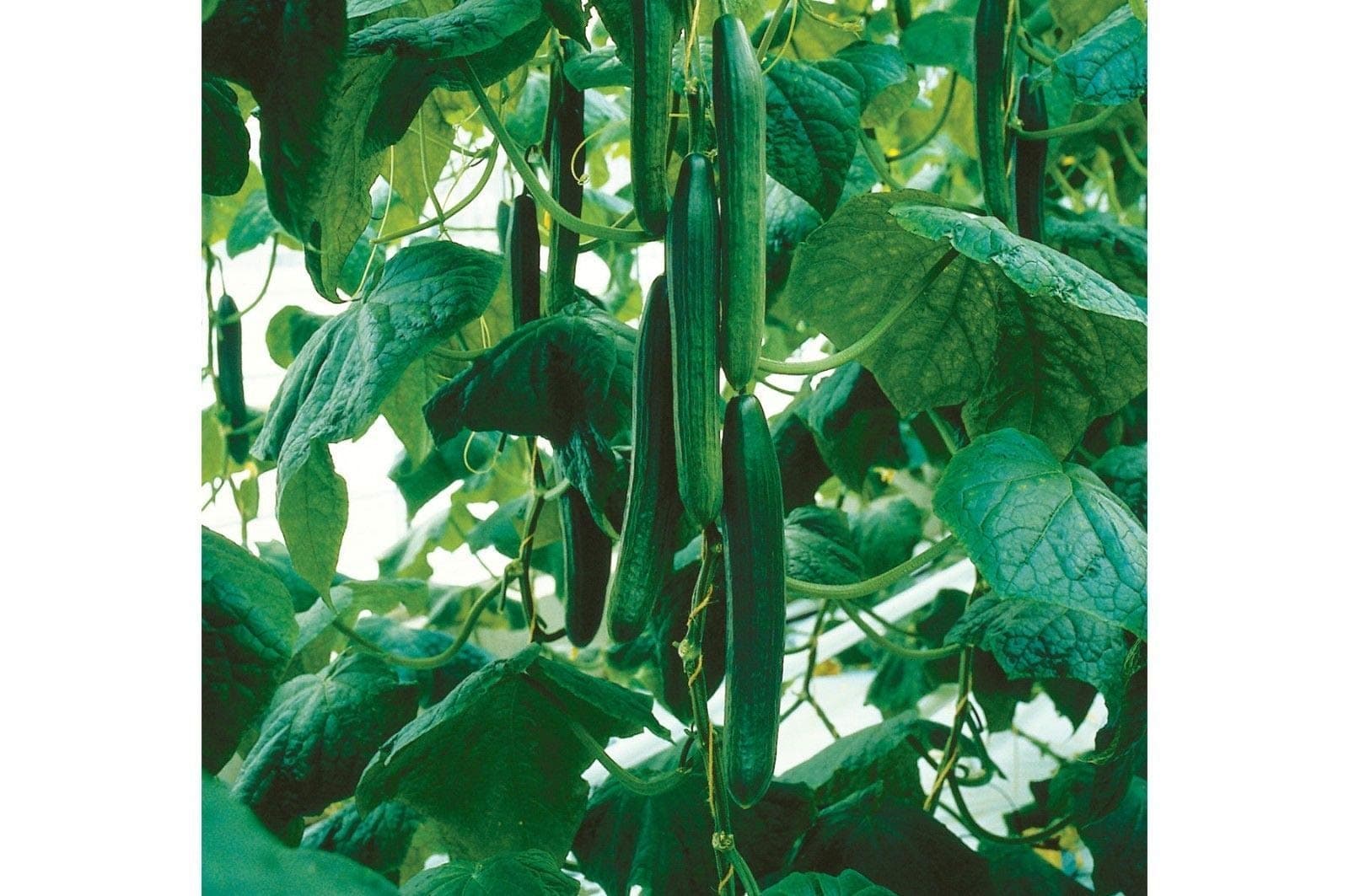 Tyria F1 Hybrid Cucumber Seeds