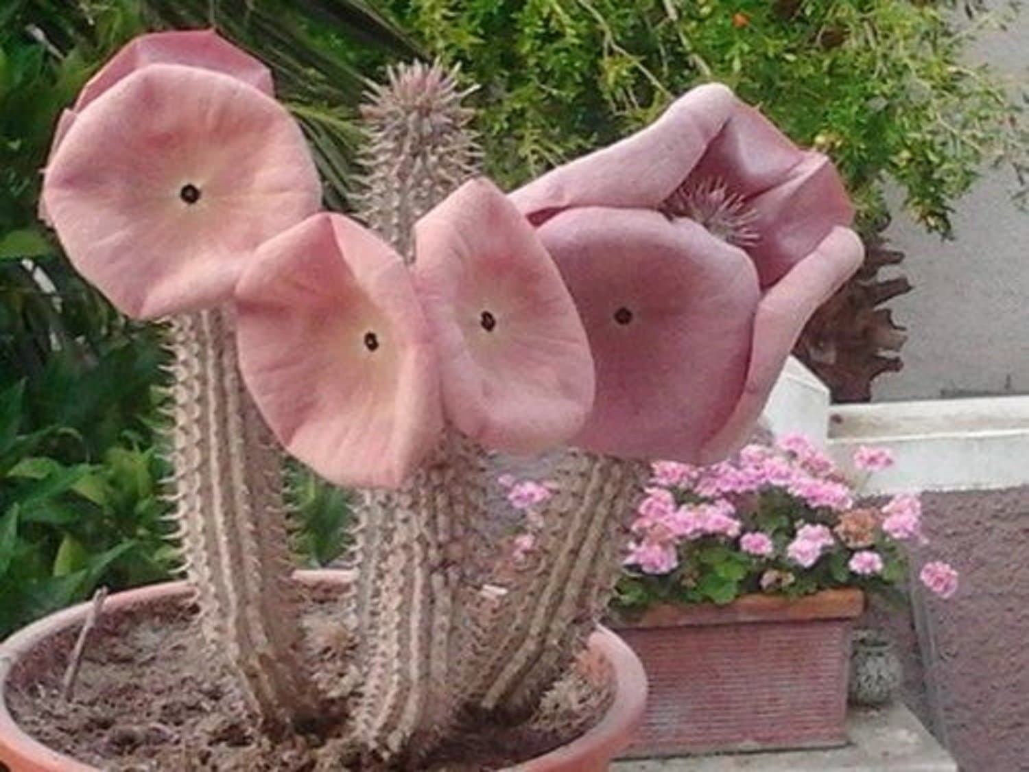 Hoodia Gordonii ~ Amazing Stapelia Succulent ~ Very Rare Unusual Wonder Plant 5 Seeds ~