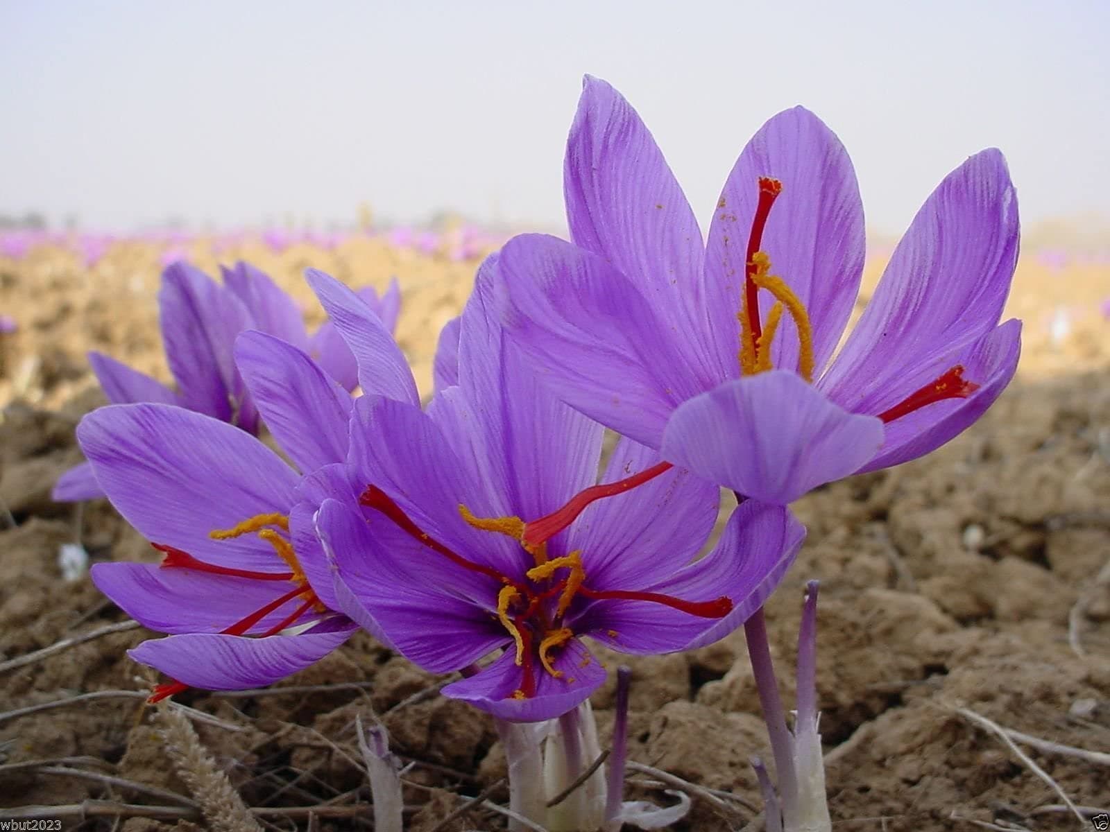 Saffron Plant Bulbs - Crocus Sativus Bulbs - The World's Most Expensive Spice (25 Bulbs)