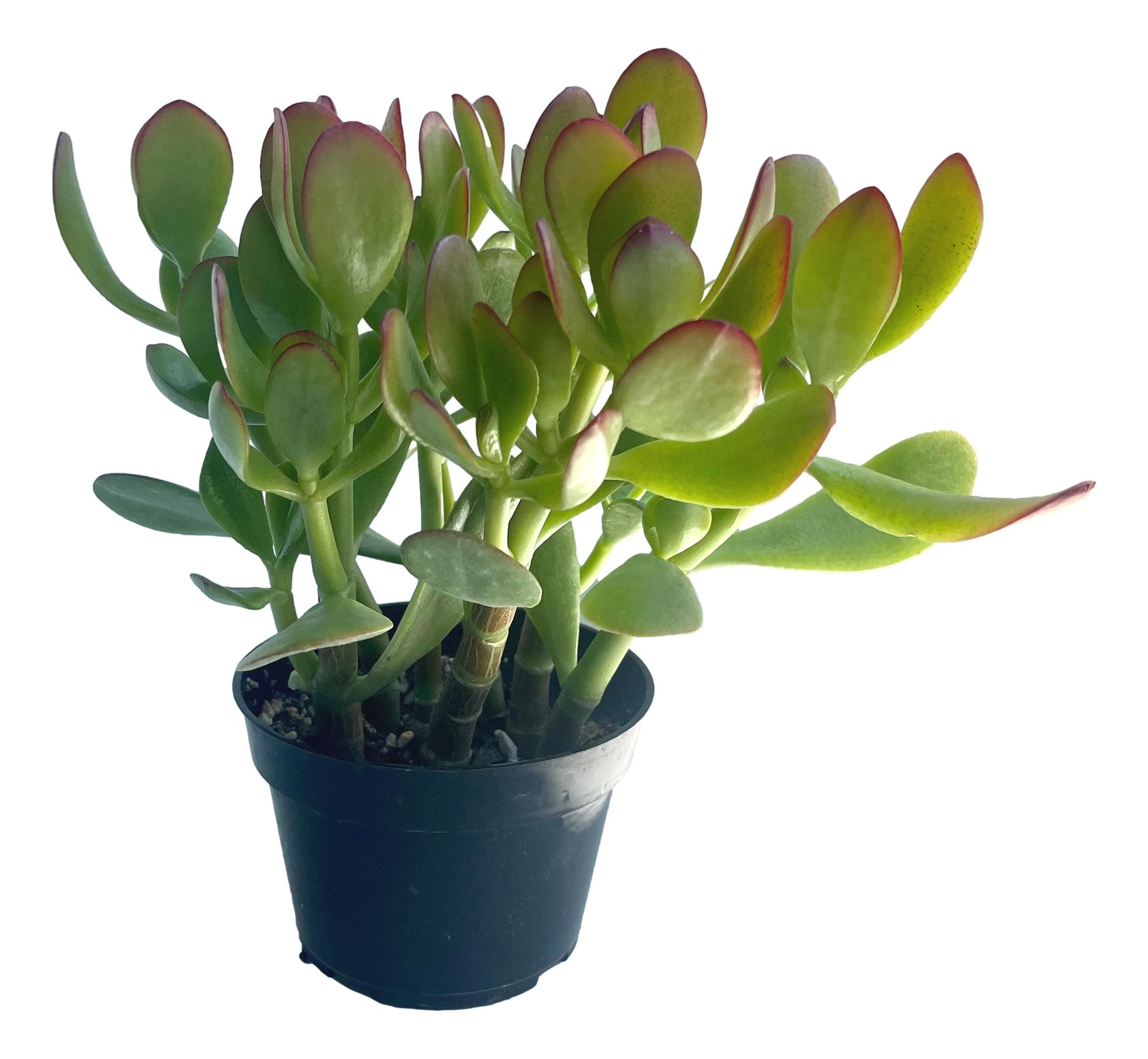 FATPLANTS Succulent Plant(s) Fully Rooted in 4 inch Planter Pots with Soil - Real Succulent Live Potted Succulents/Unique Indoor Cactus Decor (1, 12 inch Jade Plant)