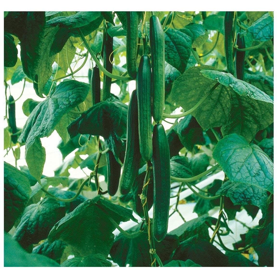 Tyria F1 Hybrid Cucumber Seeds (30+ Seed Package)