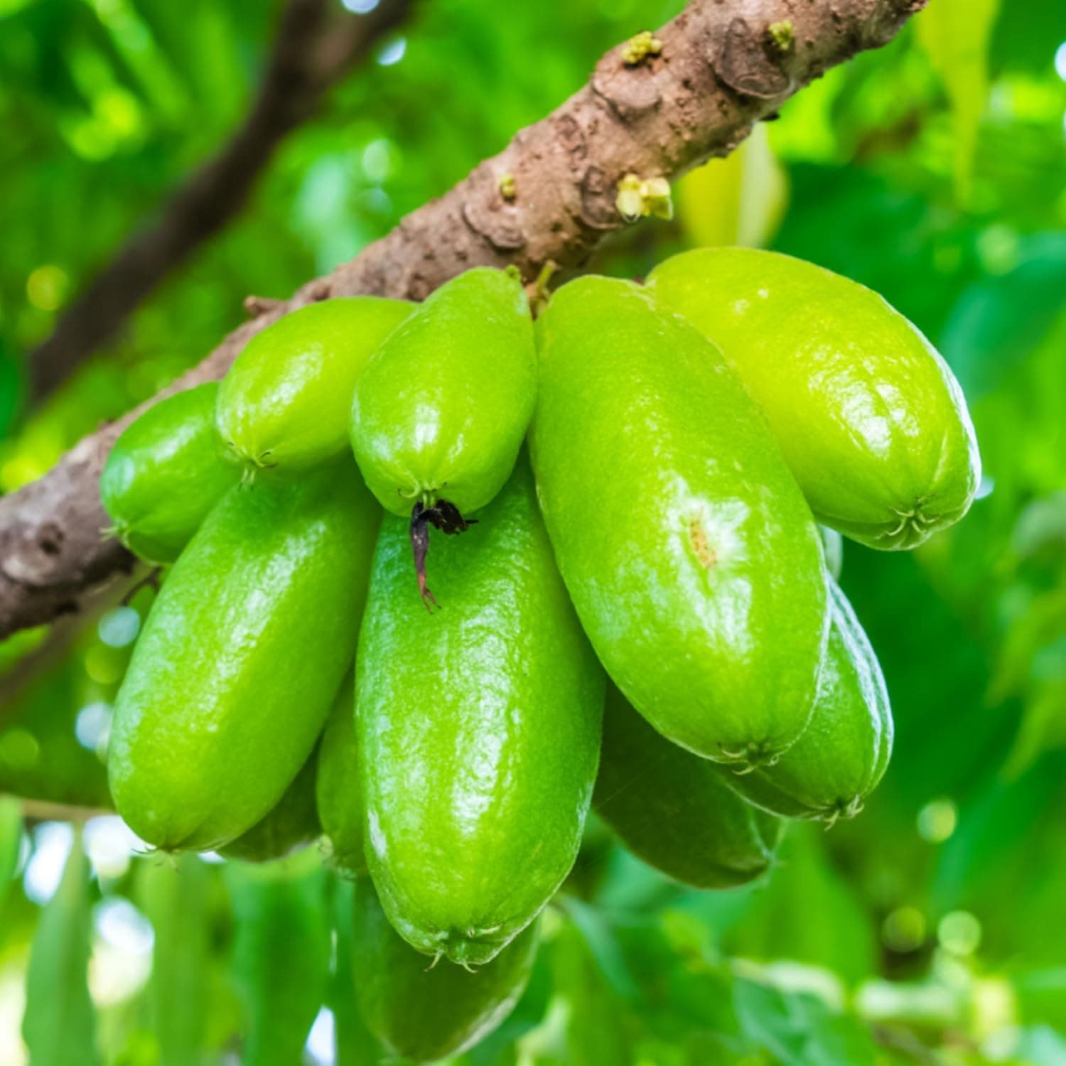 Hug A Plant | Irumban Puli/Bilimbi (Averrhoa bilimbi) Fruit Live Plant (Home & Garden)