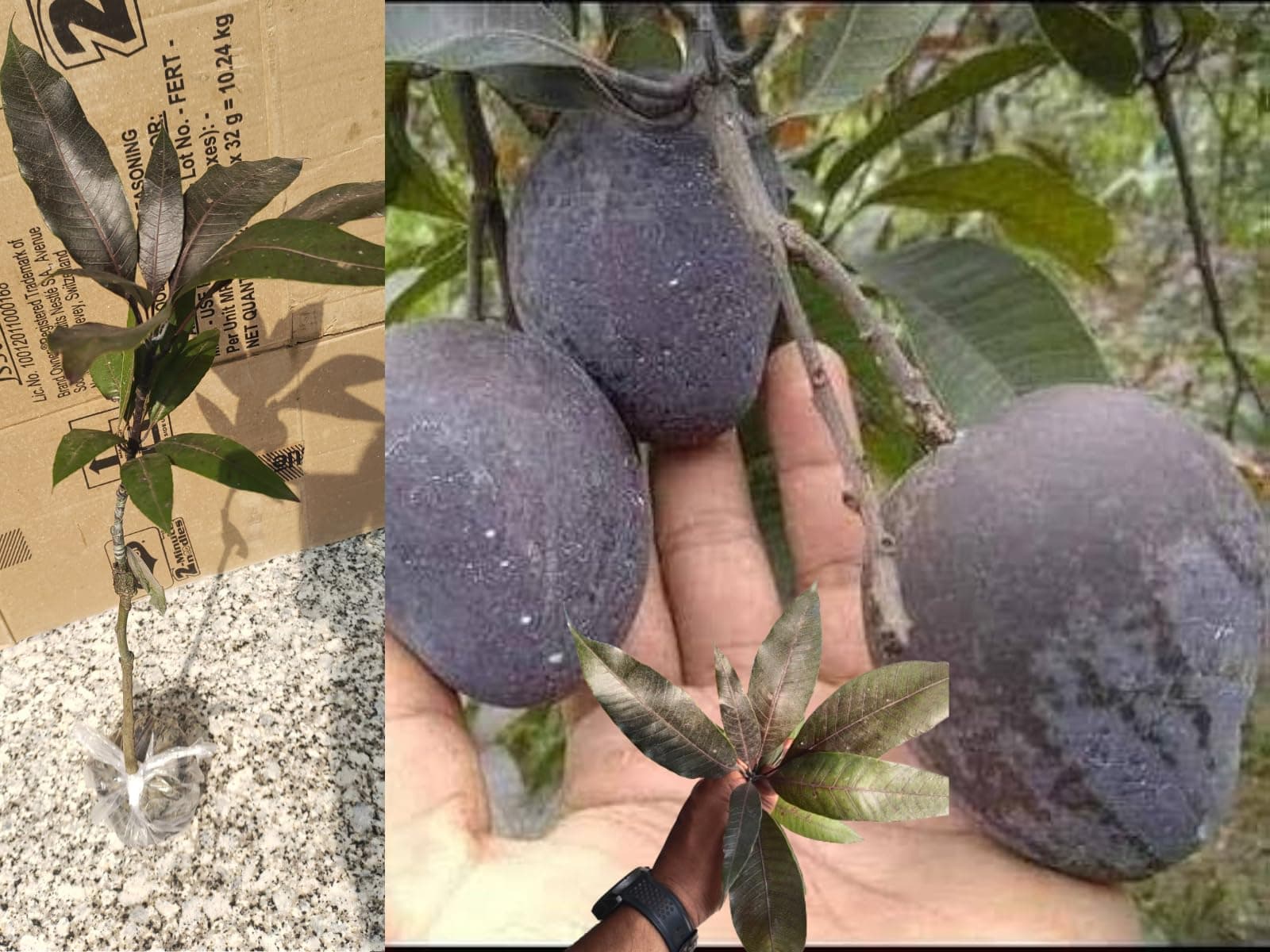 Pyanabi Premium Rere kasturi black mango grafted live plant (Height 2-3 Feet) Hybrid (Fruit After 1.5-2 Years) Exotic Flavor & Abundant Harvest, Fast Growth - Ideal for Home Gardens"black mango tree"