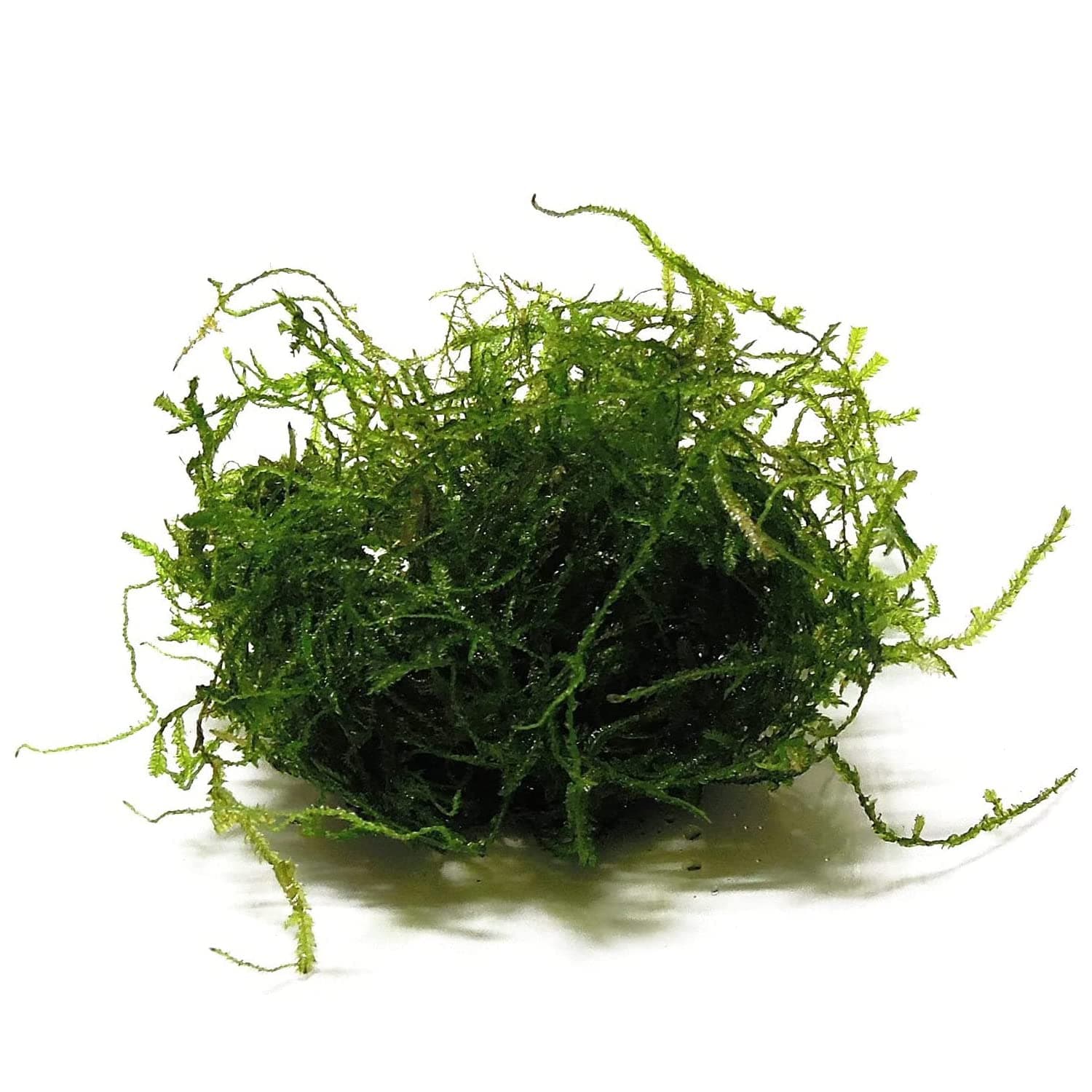 Java Moss Taxiphyllum Barbieri - 4 Oz Portion Cup for Beginner Aquarist - Low Light Terrarium Plants & Live Aquarium Plants Freshwater - Educational Freshwater Live Moss