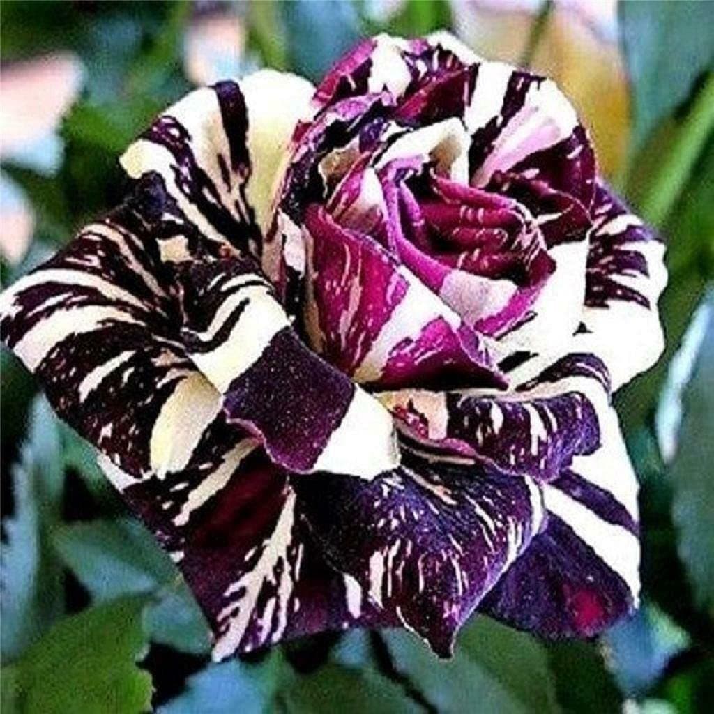 Black Dragon Rose Bush 20 Flower Seeds 20 Seeds Rare