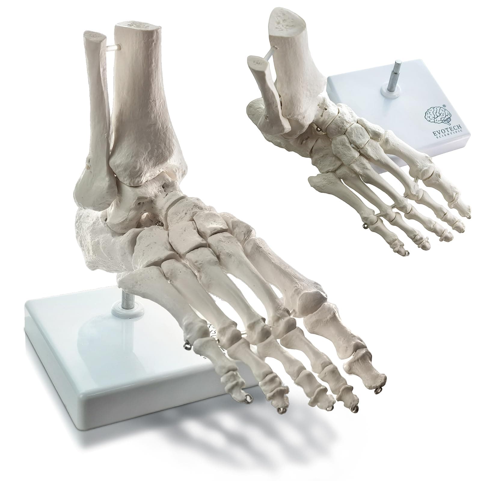 EVOTECH SCIENTIFIC Human Foot And Ankle Model, Life Size Medical Anatomy Foot Skeleton Model W/ Tibia Fibula, Right, Fully Articulated, Human Skeleton Model For Medical Study & Science Classroom