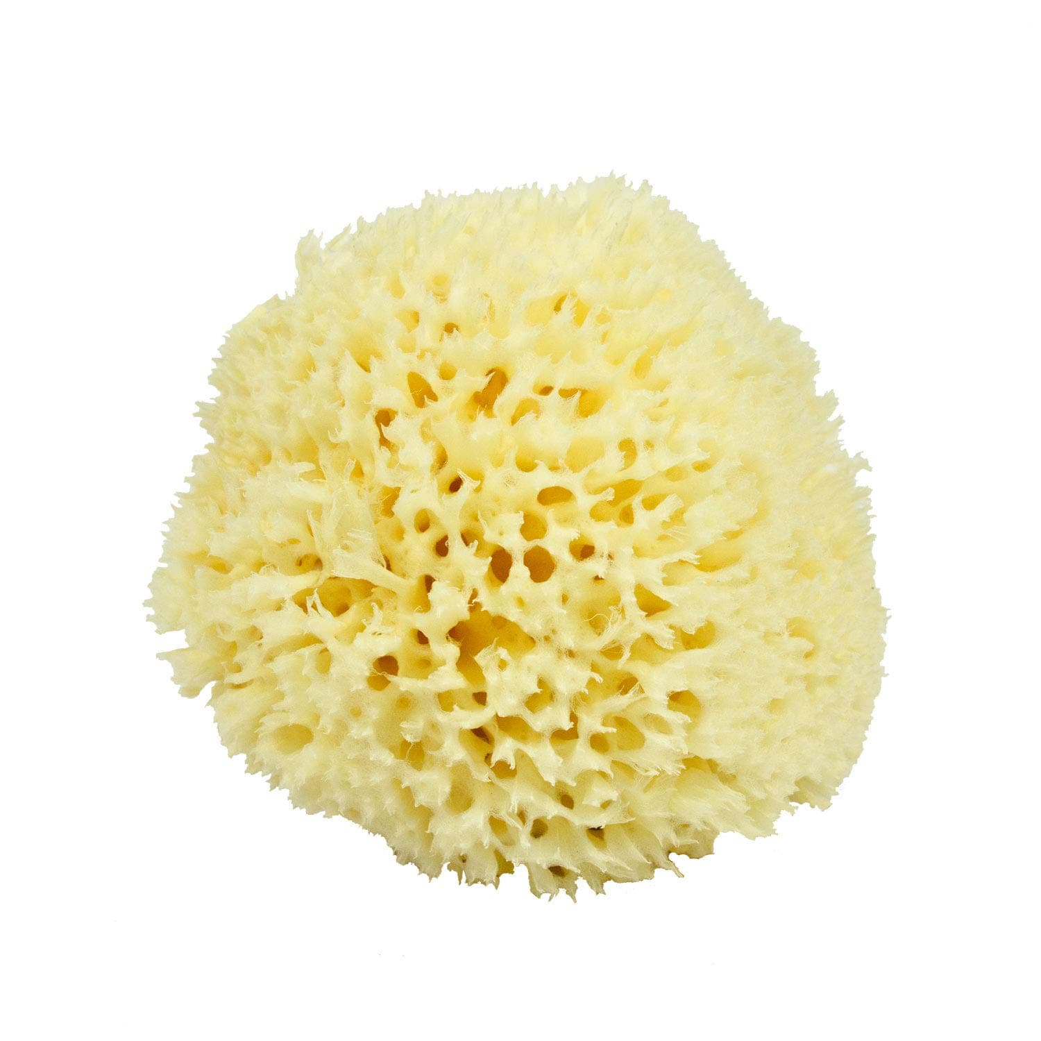 Sea Wool Sponge - All Natural Honeycomb Renewable Sea Sponge, Large, Approx. 5 Inches