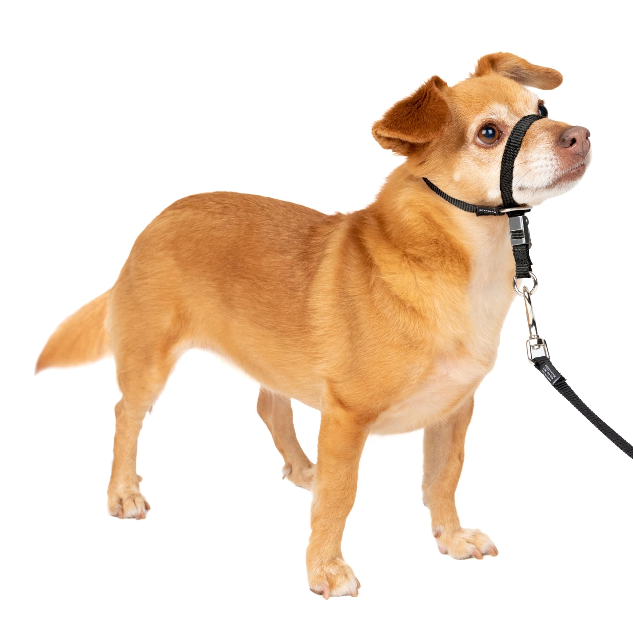 PetSafe Gentle Leader Headcollar No-Pull Dog Collar - Helps Improve Walks - Durable Nylon Construction - Padded Nose Loop - Adjustable Fit - Comfort Walking Halter - Petite, Black