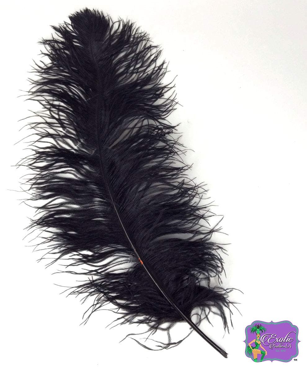 Special Sale (10 pcs.) Black Ostrich Feathers Wholesale Bulk 12 to 14" Long Deluxe Ostrich Tail Feather Plumes by ExoticFeathersLA