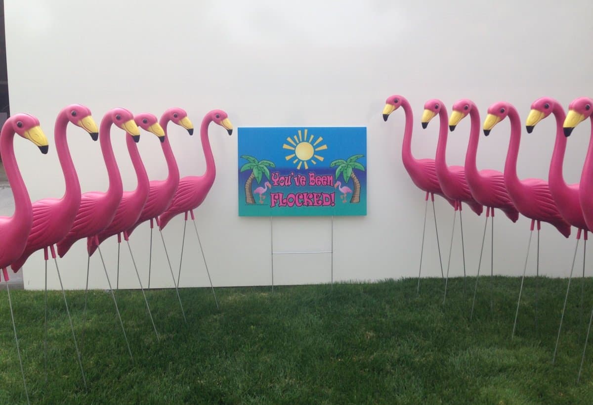 10 Premium Pink Yard Flamingos and "You've been flocked yard" sign