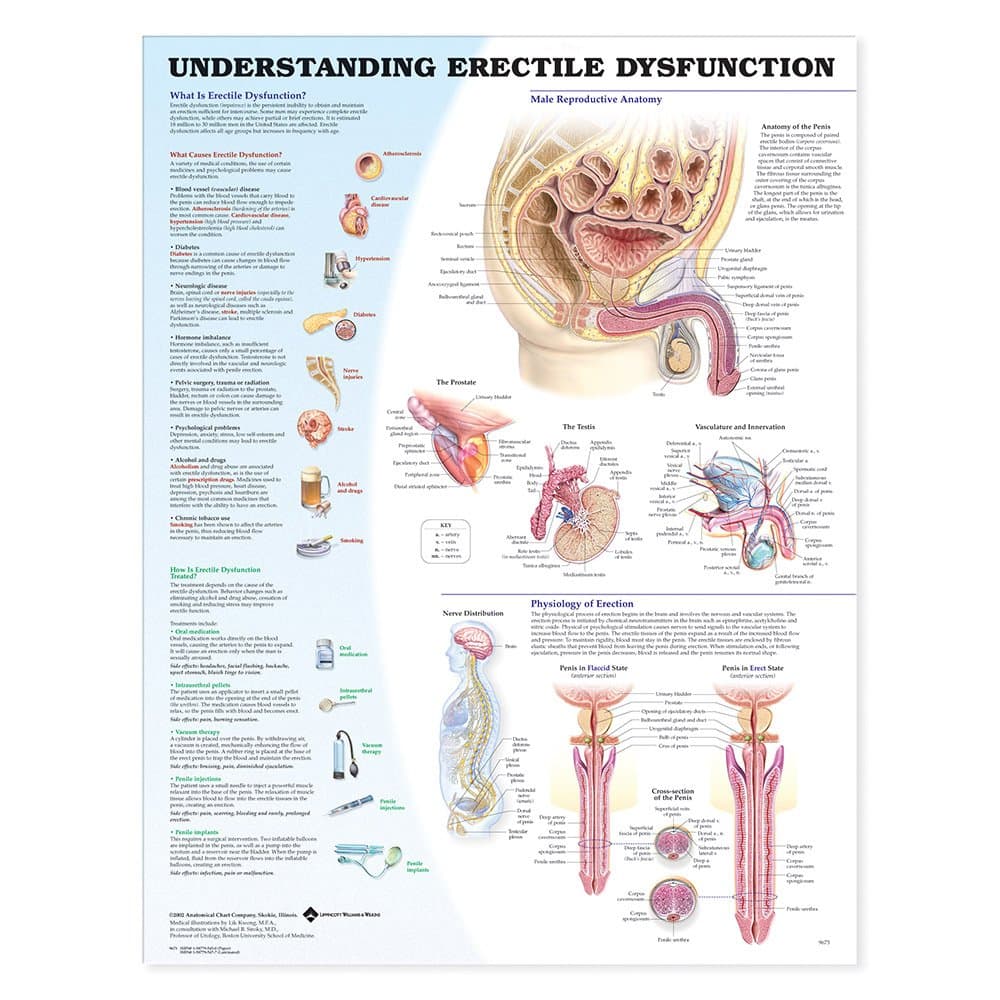 Understanding Erectile Dysfunction Chart
