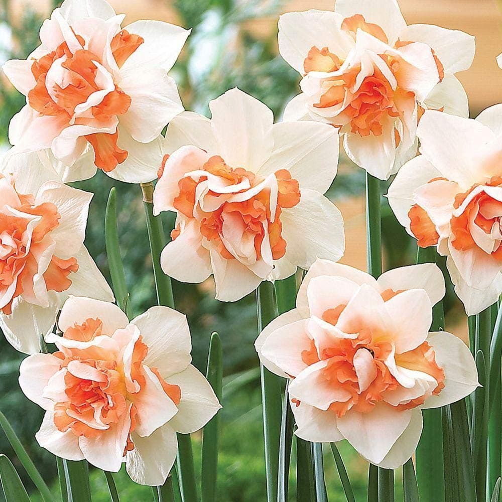 REPLETE Double Daffodil/Narcissi - Pink/Peach - Bulb Size 12/14 - Outstanding - Available in Packs of 10 and 20 (10)