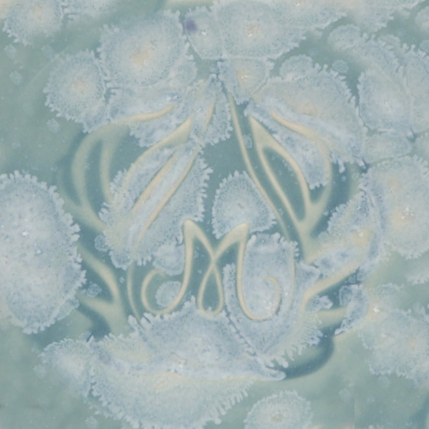 Mayco Stoneware Crystal Glaze, Celadon Bloom SW150, 1 Pint