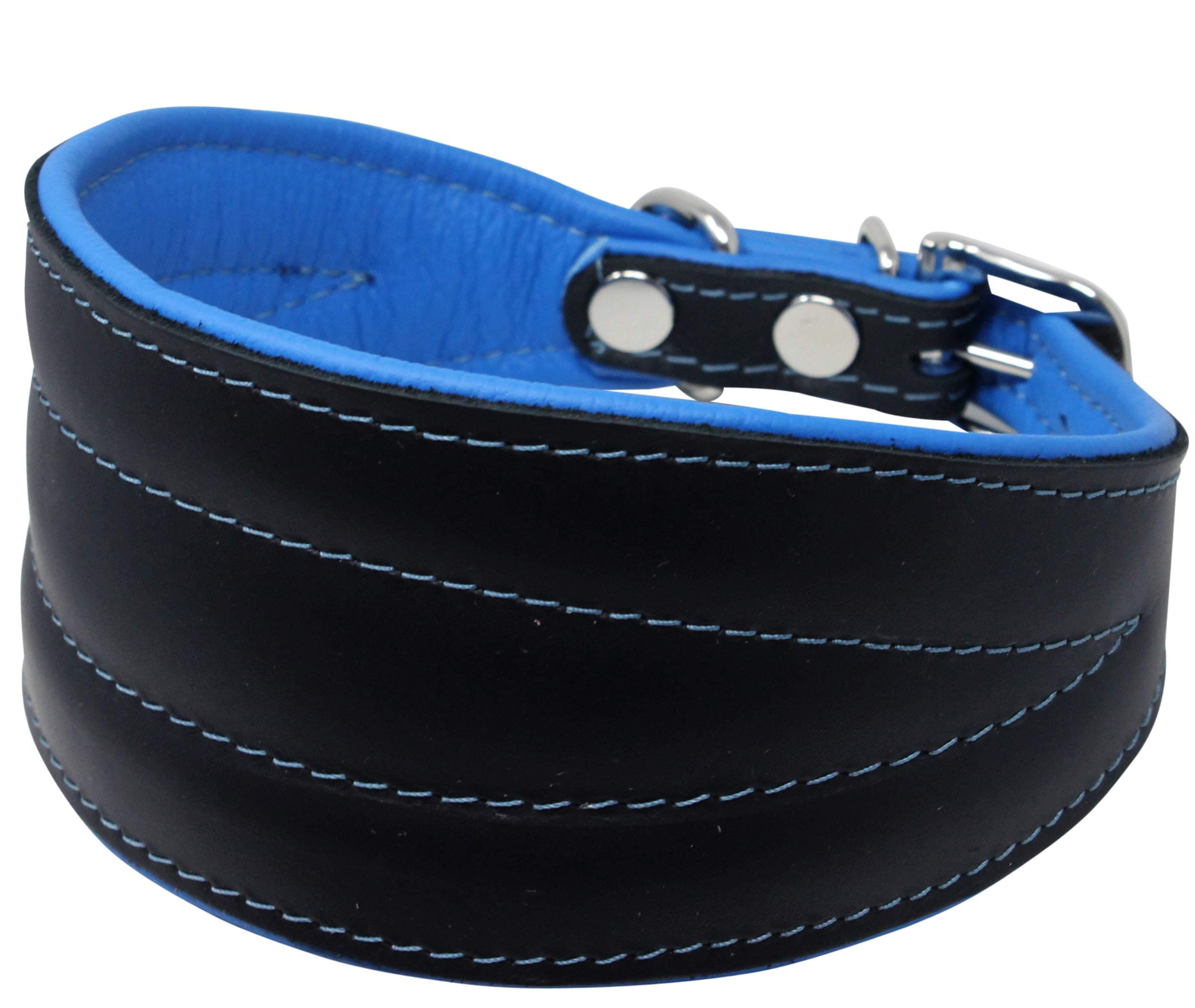 Real Leather Extra Wide Padded Tapered Dog Collar Glossy Black Greyhound Saluki Deerhound Lurcher Whippet Dachshund (13.25"-15.25" Neck; 2.5" Wide, Blue)