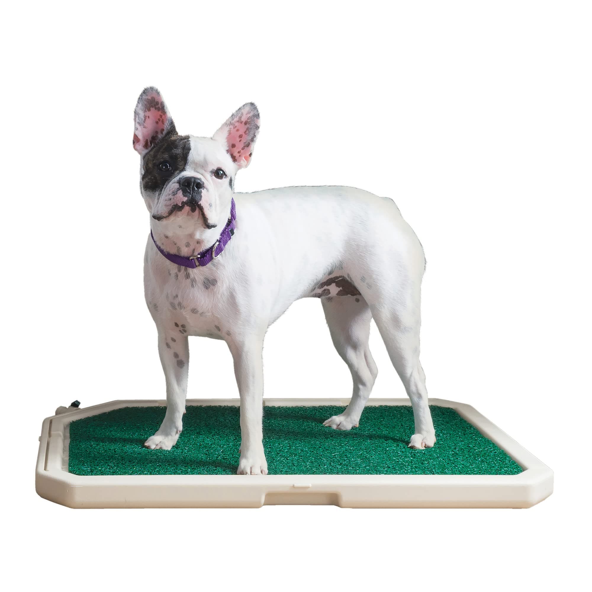PetSafe Piddle Place Indoor/Outdoor Pet Potty, Alternative to Puppy Pads, Indoor Restroom for Dogs, ZWM00-15907, 30.25 inch
