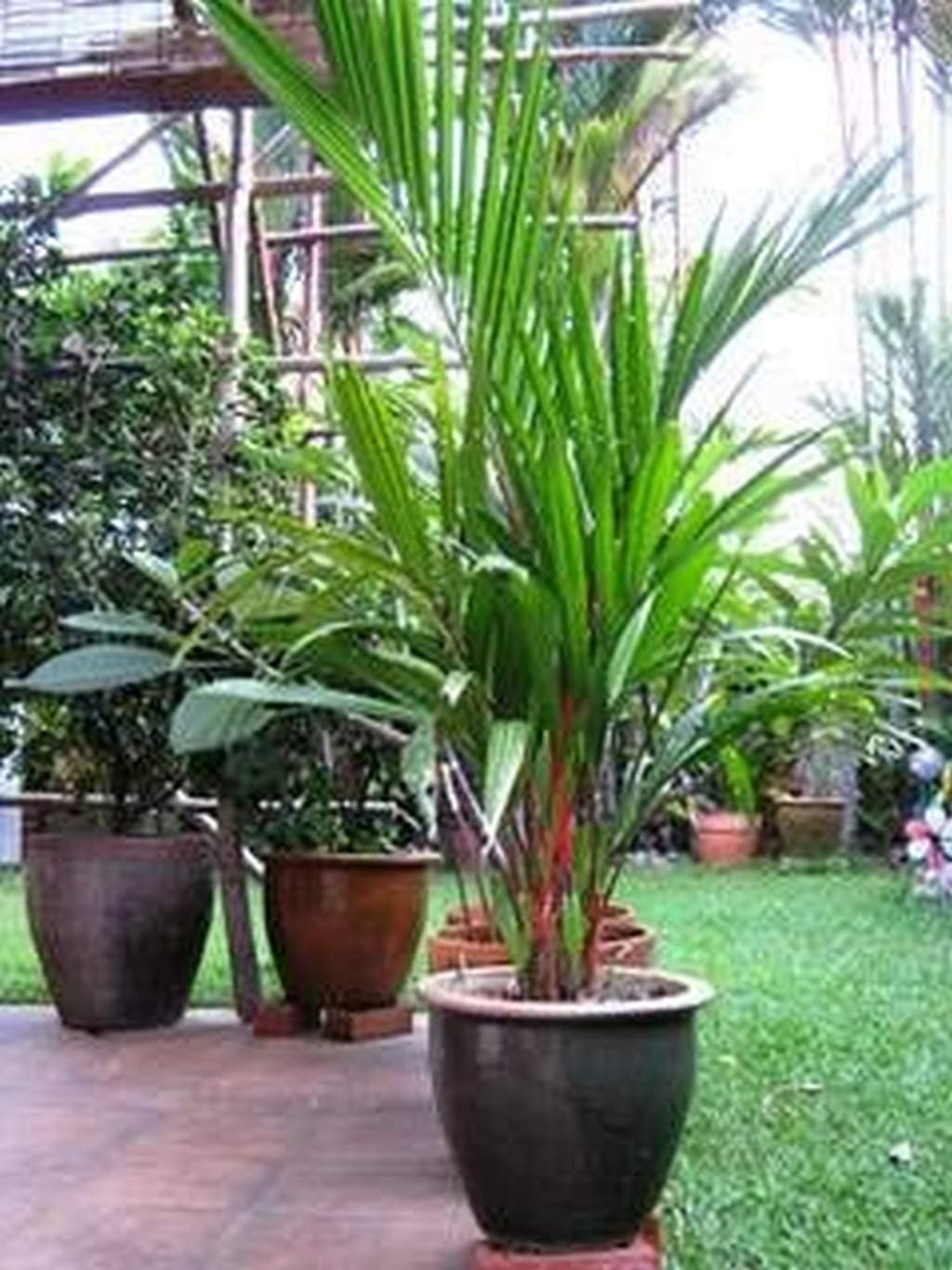 Creative Farmer Palm Tree Live Plant Indoor Balcony Ornamental Red Sealing Wax Exotic Rare (1 Live Palm Plant)