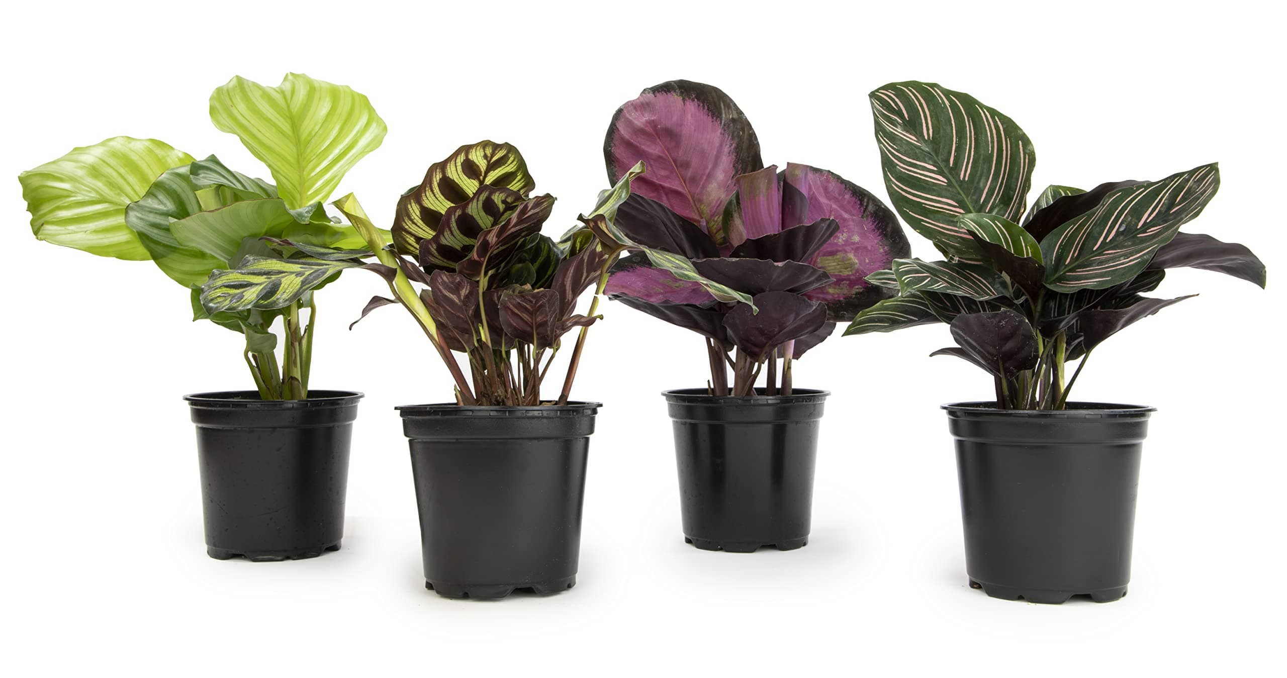 Calatheas