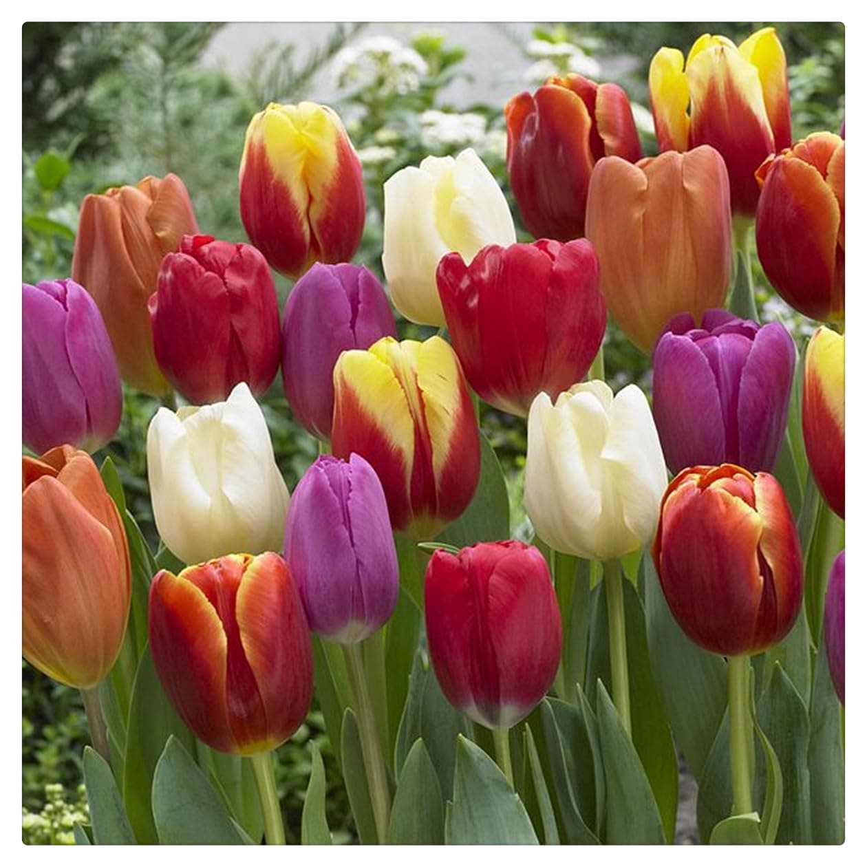 Garden (Tulip for Planting) Indoor or Outdoor Surprise to Grow Pots to Grow Tulip for Fall Planting Simple to Grow Fall or Spring-25 Bulb-Z